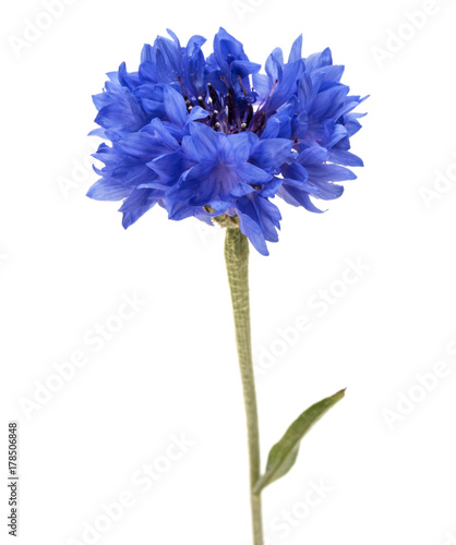 Blue Cornflower Herb or bachelor button flower head isolated on white background cutout