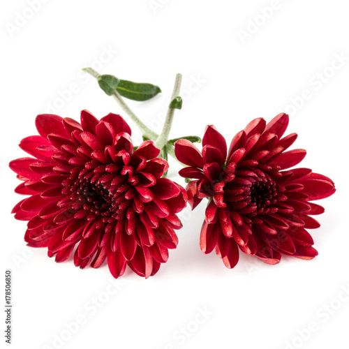Red chrysanthemum flower isolated on white background