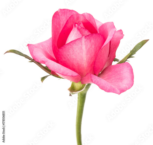 one pink rose flower isolated on white background cutout