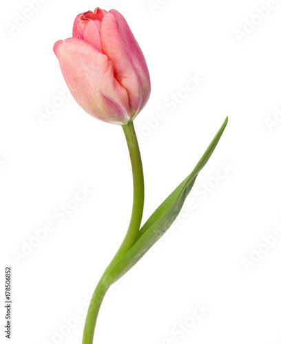 one pink tulip flower isolated on white background