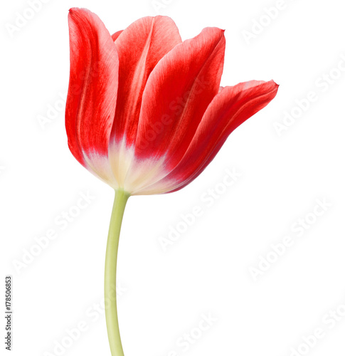 red tulip flower head isolated on white background