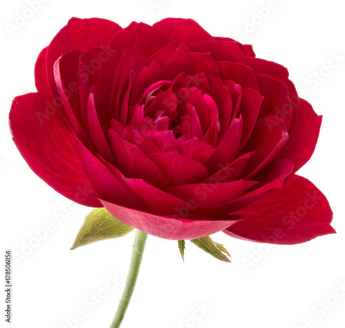 one red rose flower head isolated on white background cutout