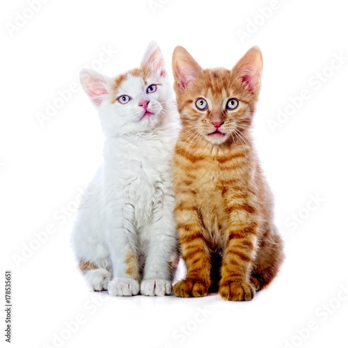 Zwei süße Kätzchen isoliert auf weiß 