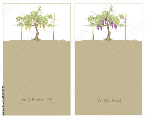 Label for red and white wine -- set / Vector illustration, floral design element, watercolor
