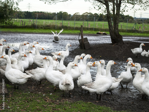 Gruppe von Gänsen steht auf Wiese im Herbst in Deutschland
