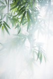 Green bamboo in the fog with stems and leaves behind frosted glass