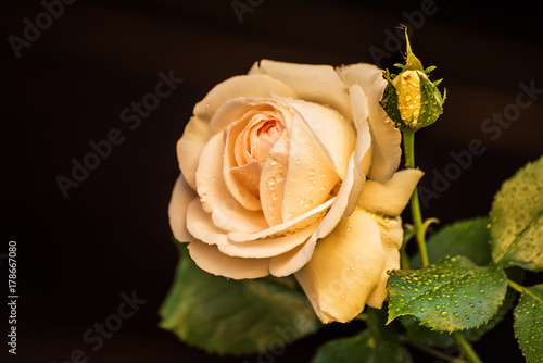 Fototapeta A beautiful flower of a gentle light rose in raindrops on a black background.