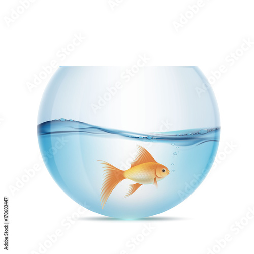 Goldfish floats in a aquarium