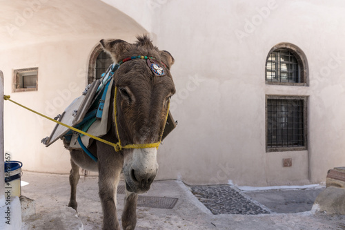 Esel in Santorin