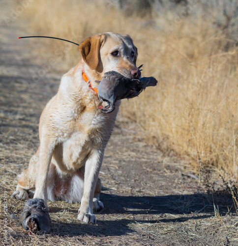 Plakat Żółty Labrador retriever siedzi obok martwego chukara z chukar w pysku.