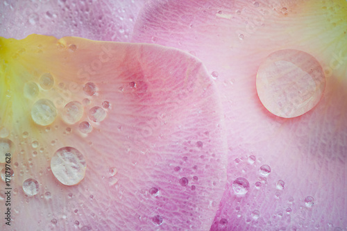 Fototapeta Drops of dew on a gently pink rose petal, super macro. Dew drops of pearl, precious stones.