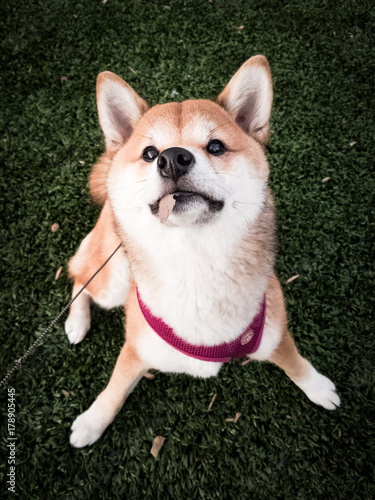A happy shiba inu puppy on a leash looking up at camera
