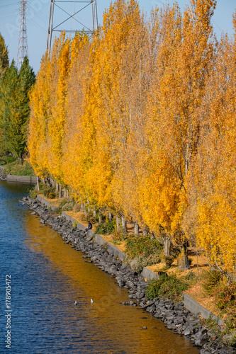 Fall colors and golden aspen trees along a bike path and water with bridges