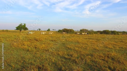 herd of zebras grazing in savanna at africa