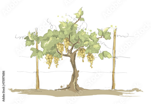 Vineyard / Grape on the trellis, color vector illustration