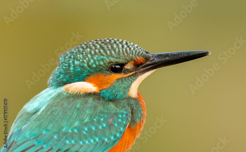 Kingfisher perched on a branch
