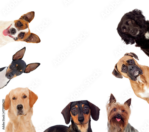 Differents dogs looking at camera
