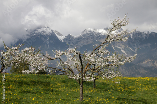 Zdjęcie XXL Jabłoni okwitnięcia i alps, Meran, Południowy Tyrol, Włochy, Europa