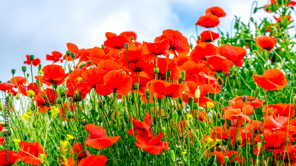 Mohnblumen