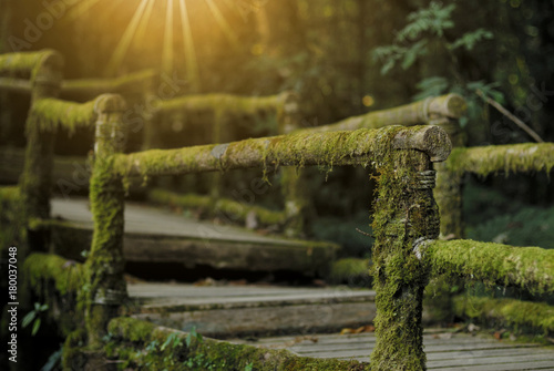 Fototapeta wooden bridge in tropical rain forest, Doi Inthanon National Park, Chiang Mai, Thailand.