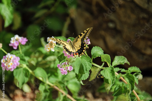 Plakat MOTYL - PAPILIO MACHAON (wspólny żółty swallowtail, Irapetra, Kreta, Grecja)