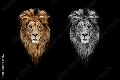 Obraz na płótnie Portrait of a Beautiful lion, lion in dark. Portrait of a leader. king