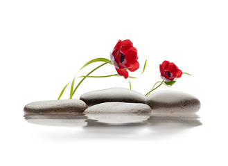 spa de flores y piedras sobre agua