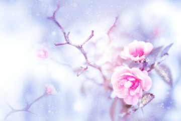 Beautiful pink roses in snow and frost in a winter park. Christmas artistic image. Selective and soft focus.