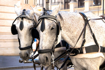 Two beautiful nice grey horses standing on a city Vienna.