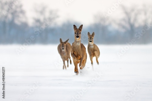 Plakat Grupa trzech sarny Capreolus capreolus robi zimą. Jeleni bieg w głębokim śniegu w kierunku kamery z śnieżnym tłem. Działanie willdlife obraz zbliżających się dzikich zwierząt.