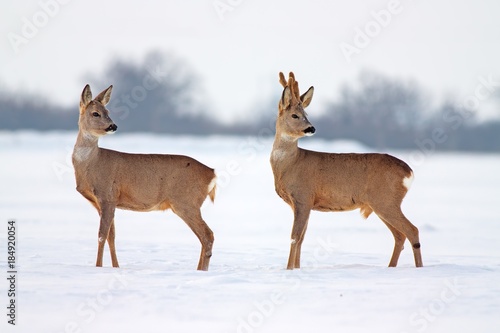 Plakat Sarna Capreolus capreolus w zimie. Męski i żeński rogacz z śnieżnym tłem.