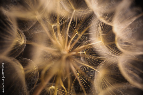 Obraz na płótnie Abstract macro photo of a dandelion on black background.