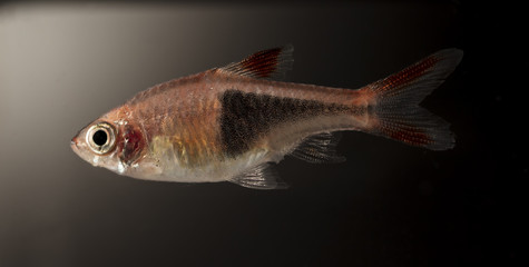 Aquarium fish