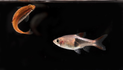 Aquarium fish