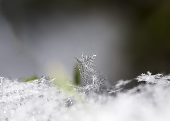 natural snowflakes on snow