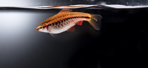 Aquarium fish