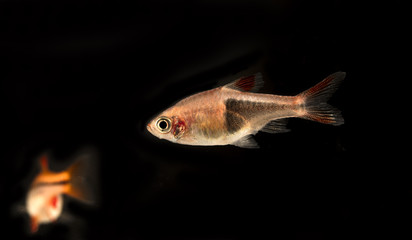 Aquarium fish