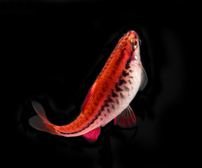 Aquarium fish