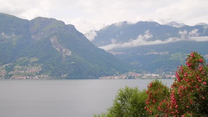 Flowering bush overlooking Lake Como in Italy with mountains in the background.