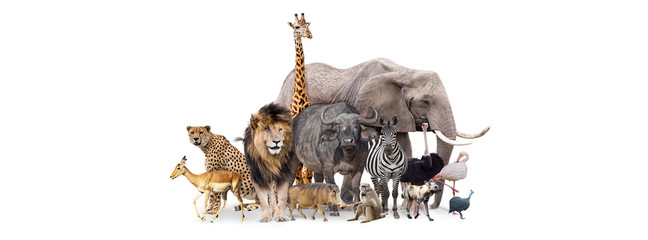 Safari Animals Together Isolated Banner