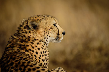 Watchful Cheetah from Madikwe