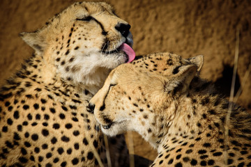 Cheetah Buddies from Madikwe