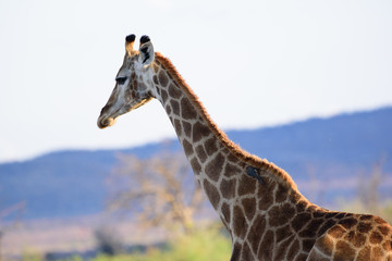 Giraffe from Madikwe