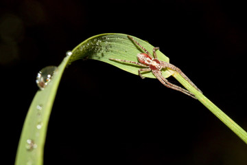 Pure drops of dew. Spider's web.