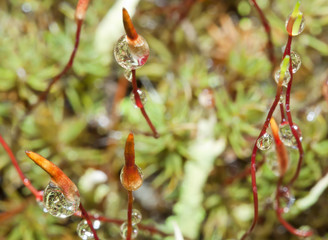 Closeup nature. Wet sprouts. Forest undergrowth.