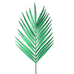 Tropical Palm leaf isolated on white background. Palm frond Vector illustration.