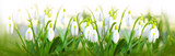 Snowdrop flowers background.