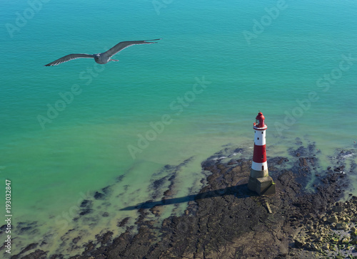 Zdjęcie XXL Seagull i latarnia morska na słonecznym dniu w Siedem siostrach, Anglia.