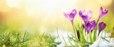 Springtime. Spring Flowers in Sunlight. Outdoor Nature