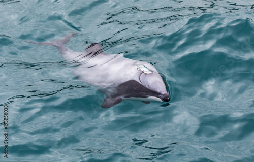 Plakat Hector's Dolphin (Cephalorhynchus hectori), najmniejszy na świecie i najrzadszy delfin morski, Nowa Zelandia